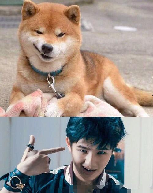 欧美猫系长相明星图片,魅力四溢的猫眼风情